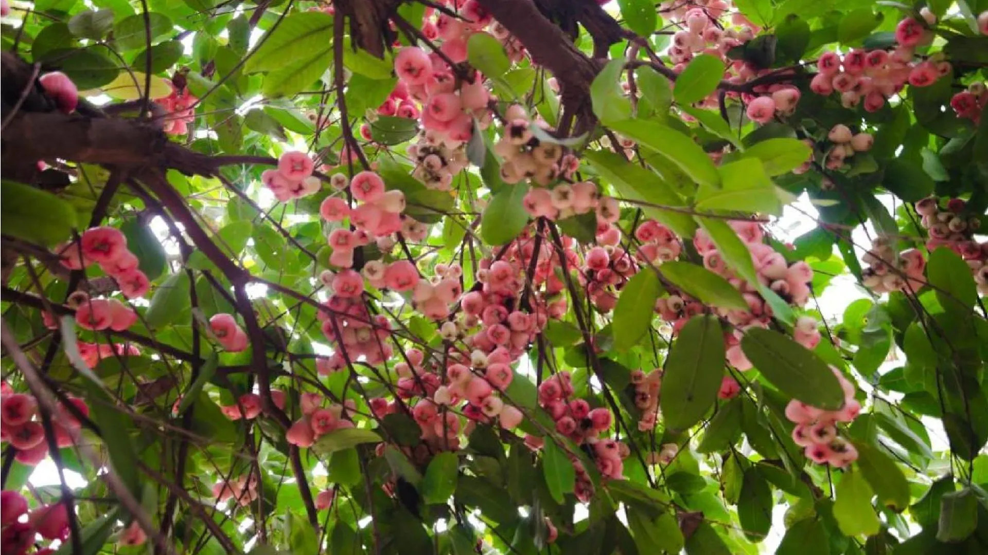 Riverside Plum Garden Homestay Hoi An