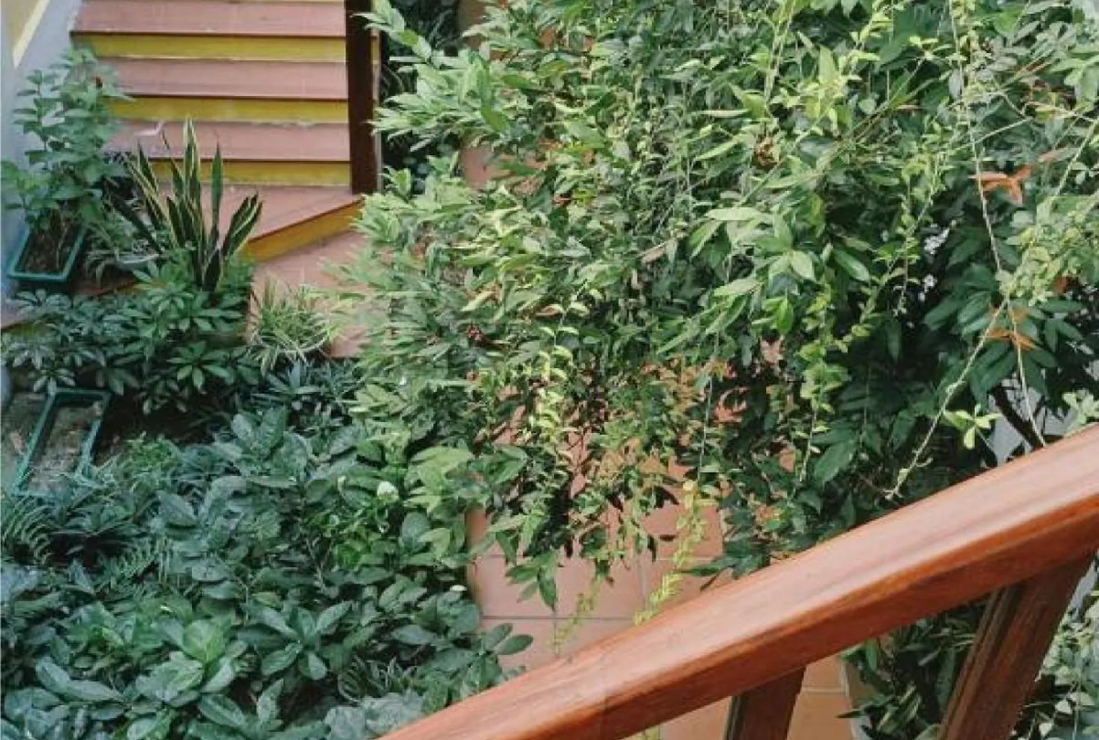 Riverside Plum Garden Homestay Hoi An