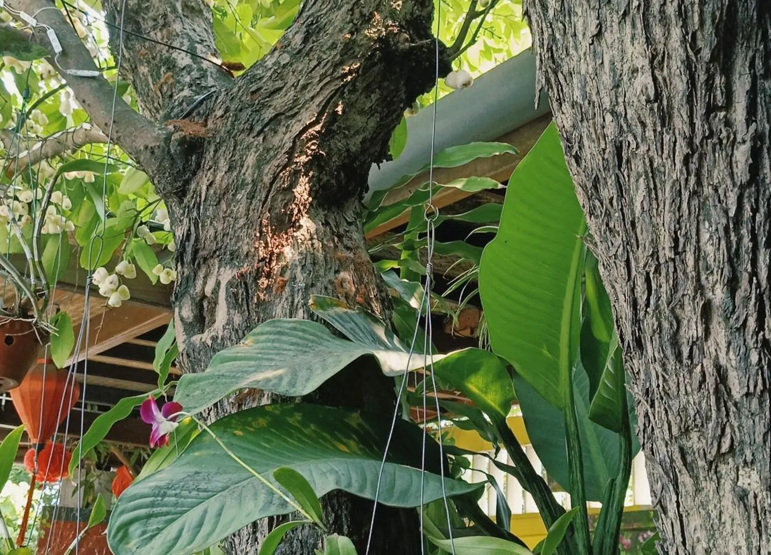 Riverside Plum Garden Homestay Hoi An Vietnam