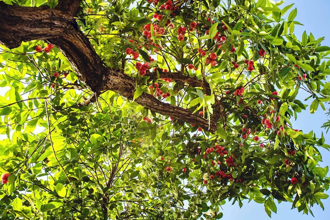 Riverside Plum Garden Homestay Hoi An 0*,  Vietnam